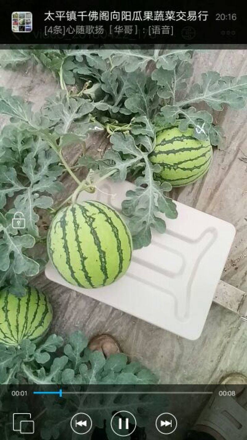 8424西瓜7斤打底8成熟1茬