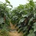 广东省茄子苗839嫁接苗苗场直销量大从优