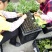广东省茄子苗839嫁接苗苗场直销量大从优