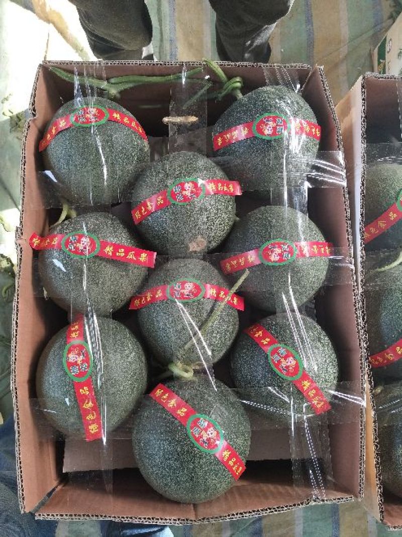 芳香雅州蜜1.5斤以上精品中国甜瓜香瓜