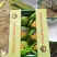 芳香雅州蜜1.5斤以上精品中国甜瓜香瓜