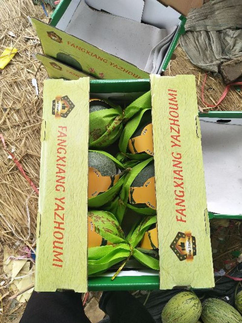 芳香雅州蜜1.5斤以上精品中国甜瓜香瓜