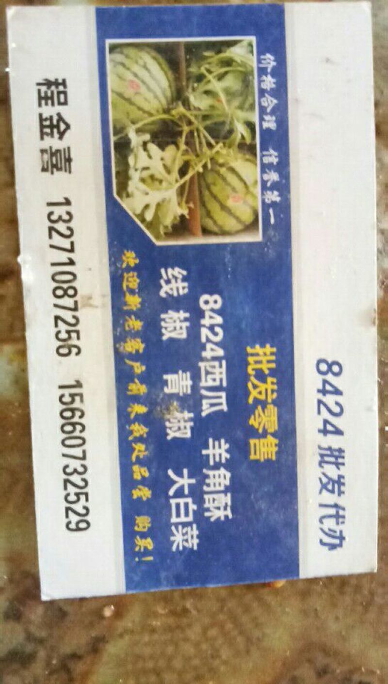 8424西瓜7斤打底9成熟1茬