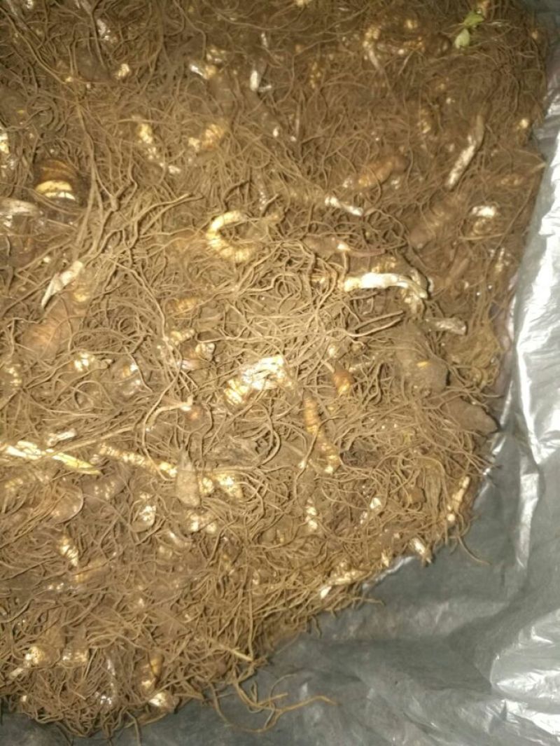 重楼七叶一枝花纯野生可视频采摘