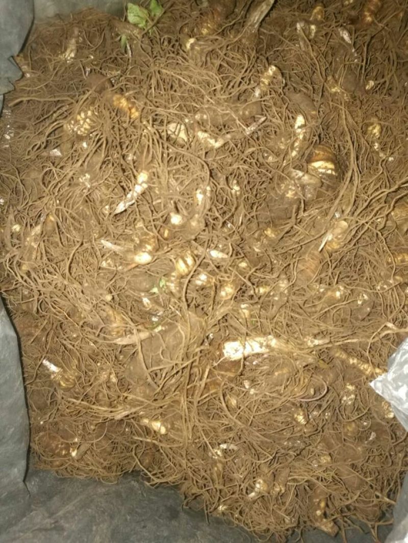 重楼七叶一枝花纯野生可视频采摘