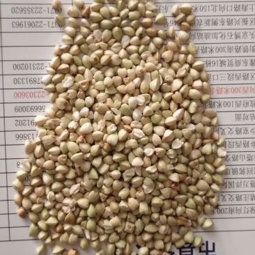 荞麦旱地