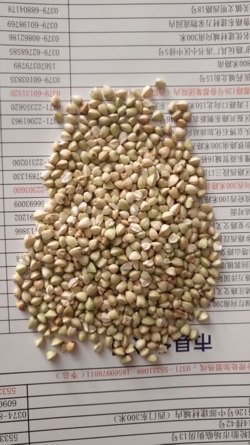 荞麦旱地