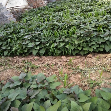 西瓜红红薯苗15~25cm