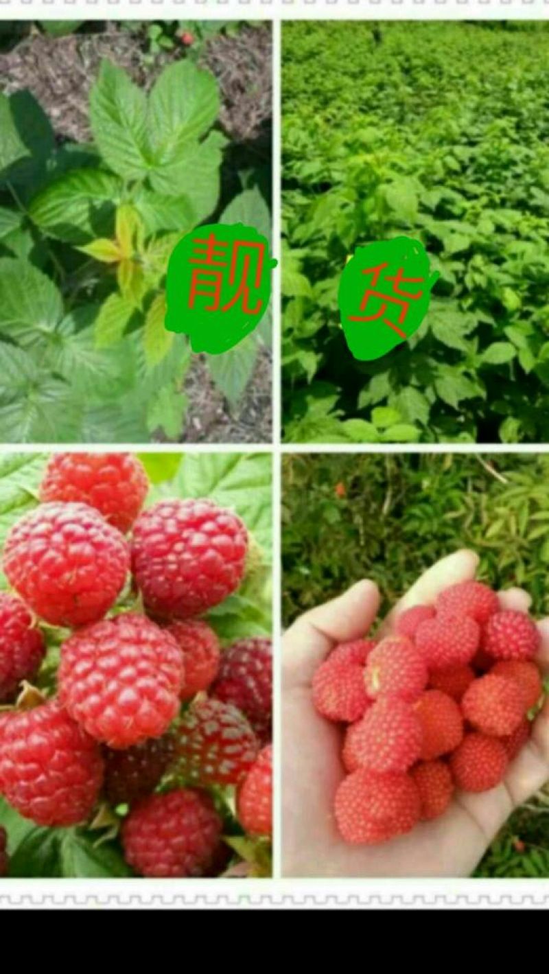 双季树莓苗10cm以下