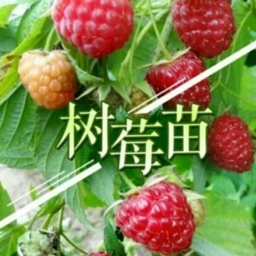 双季树莓苗10cm以下