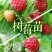 双季树莓苗10cm以下