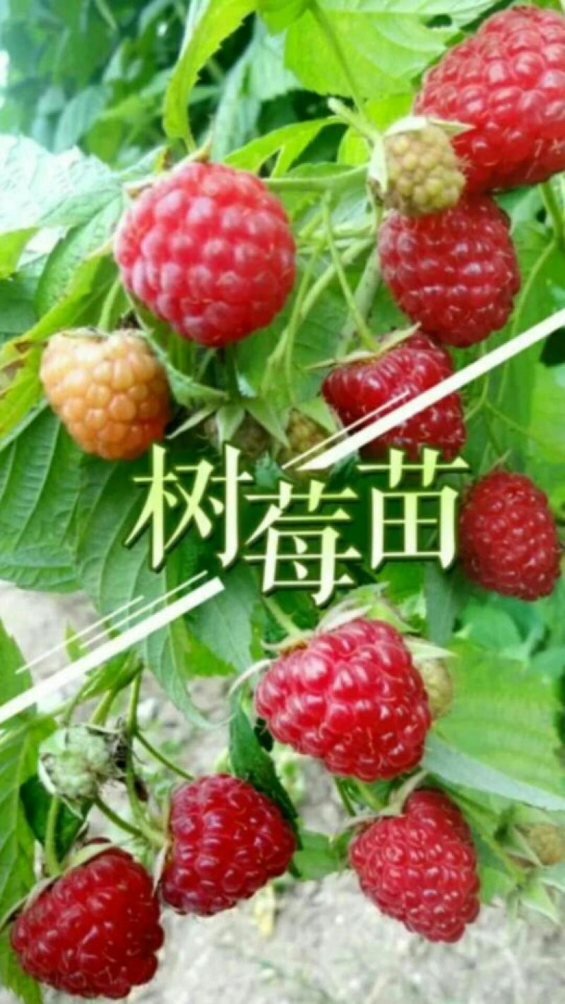 双季树莓苗10cm以下