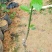 长果桑树苗20~30cm