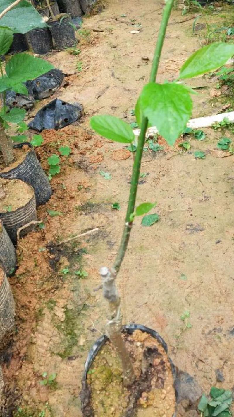长果桑树苗20~30cm
