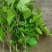长果桑树苗20~30cm