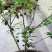 长果桑树苗20~30cm