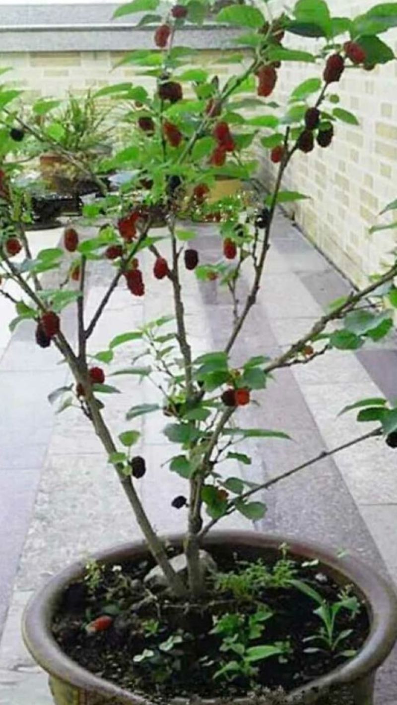 长果桑树苗20~30cm