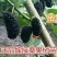长果桑树苗20~30cm