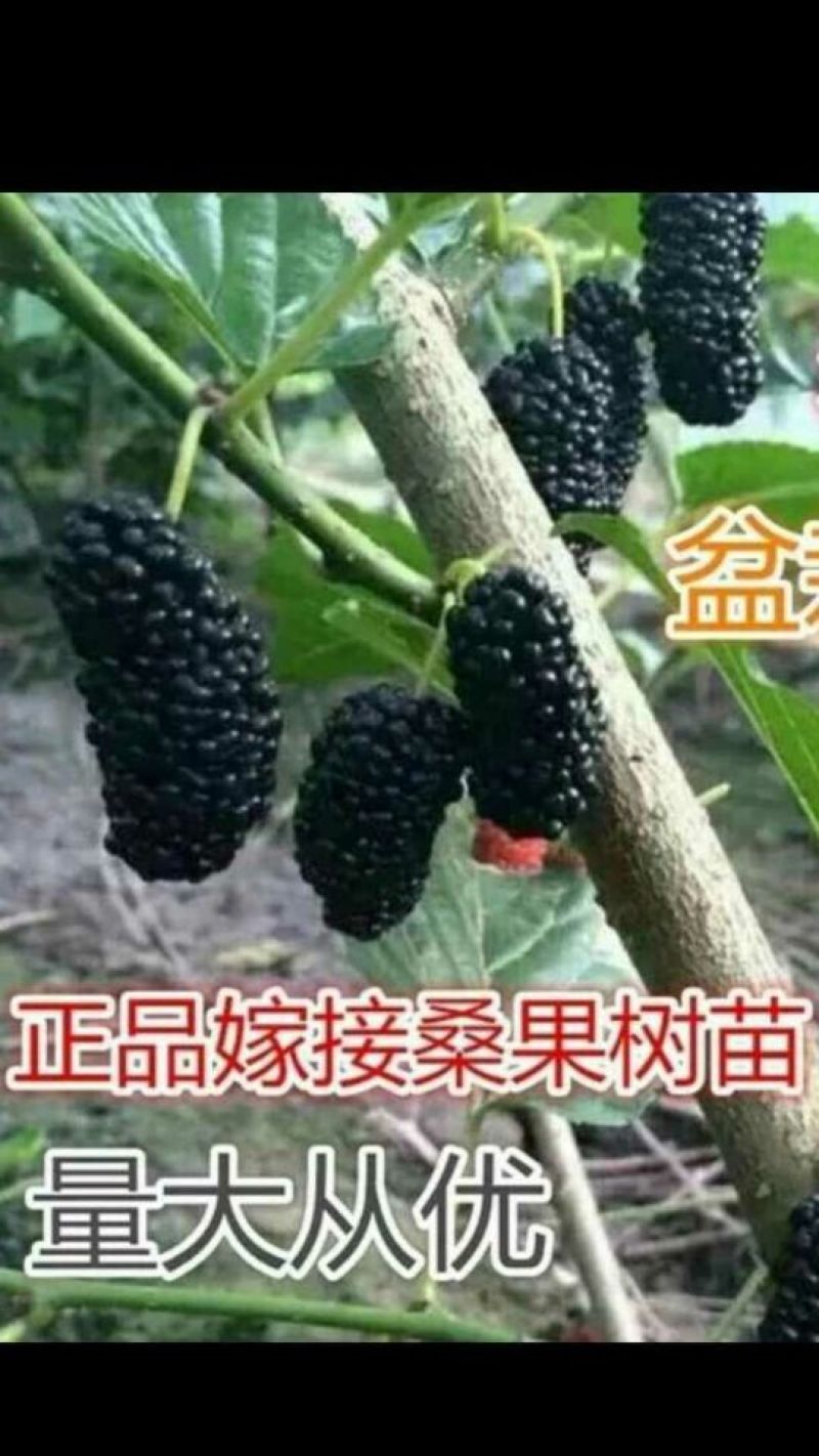 长果桑树苗20~30cm