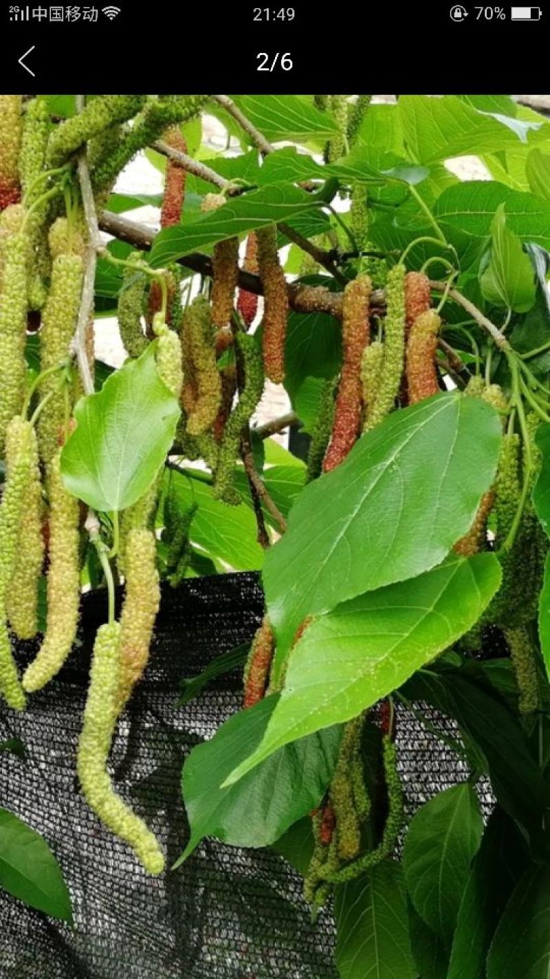 长果桑树苗20~30cm