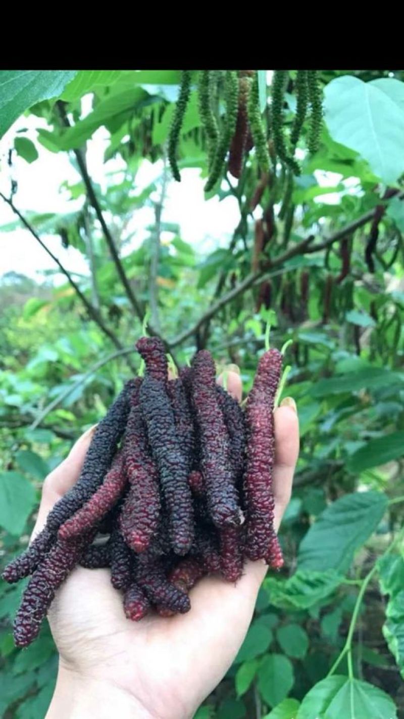 长果桑树苗20~30cm