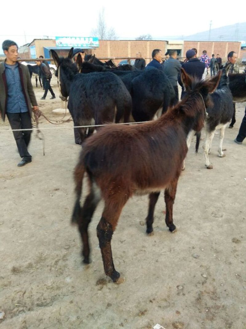 德州驴400~500斤