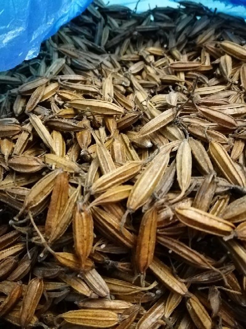 干白芨种子95%以上