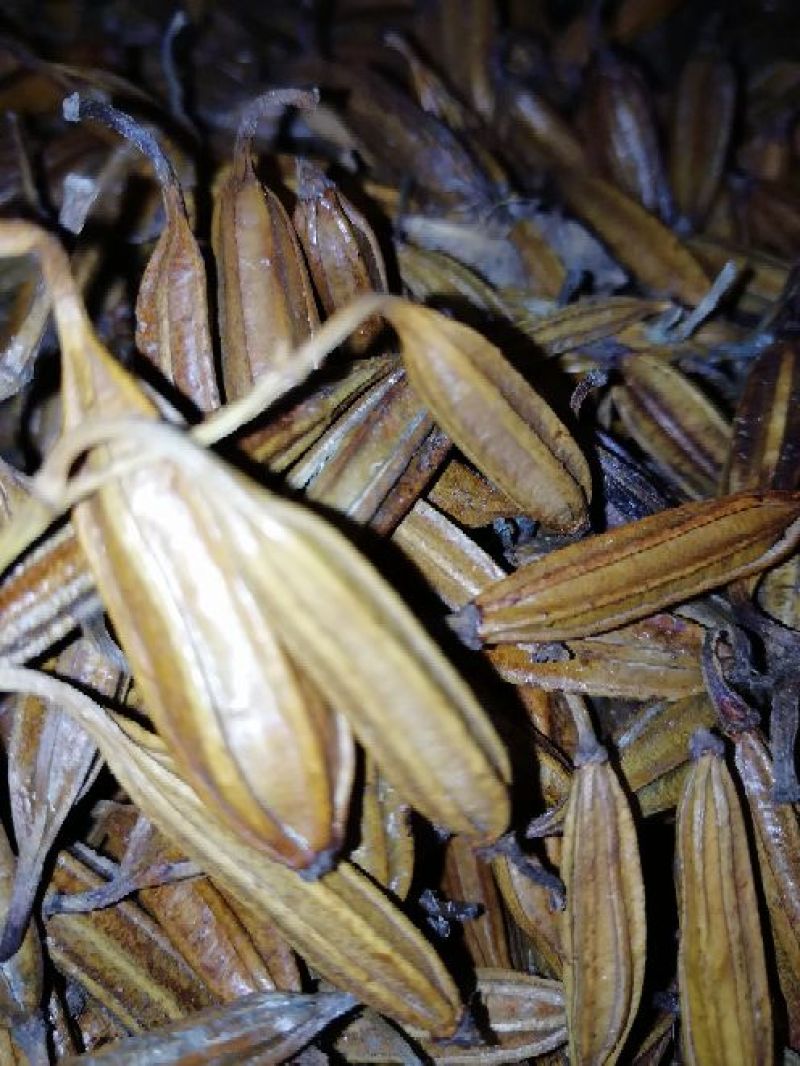 干白芨种子95%以上