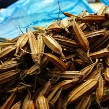 干白芨种子95%以上