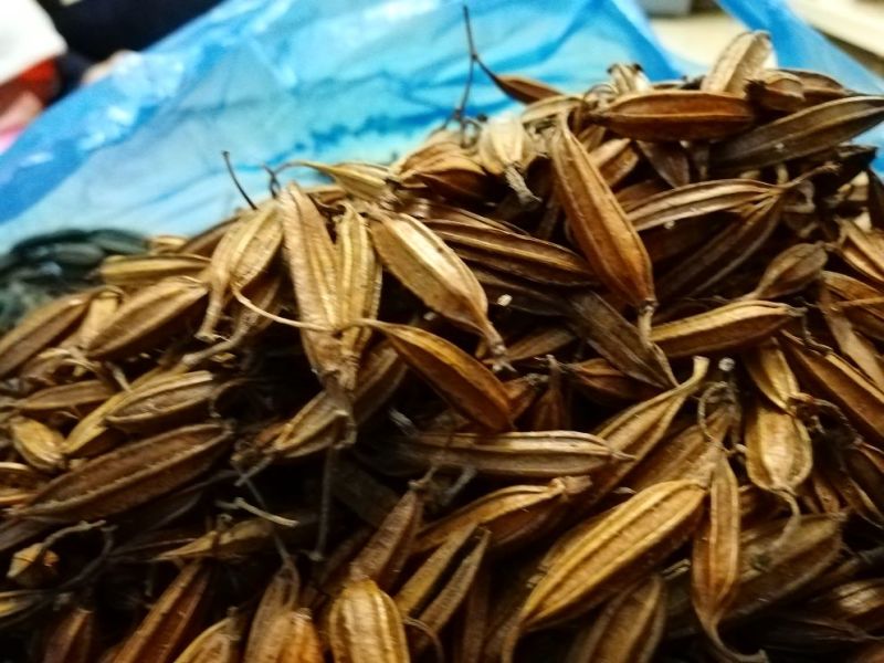 干白芨种子95%以上