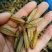 干白芨种子95%以上