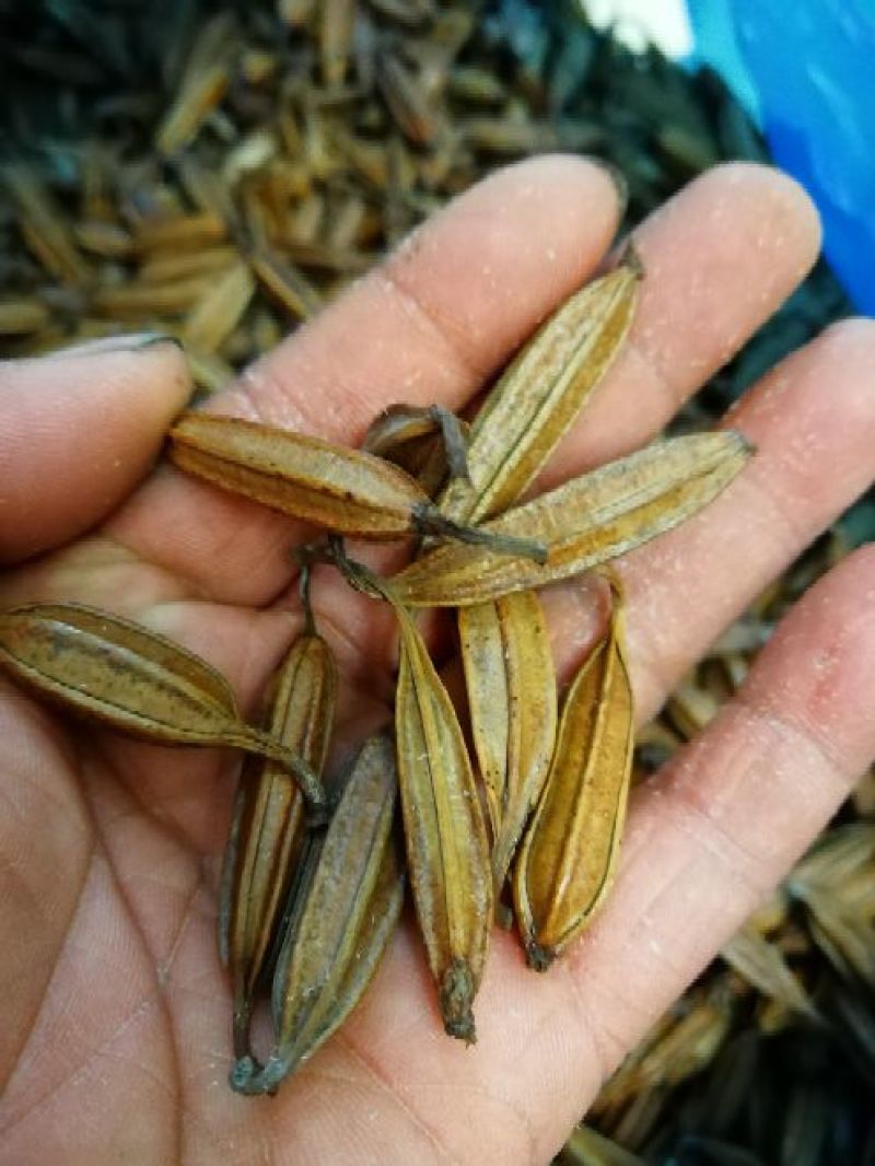 干白芨种子95%以上