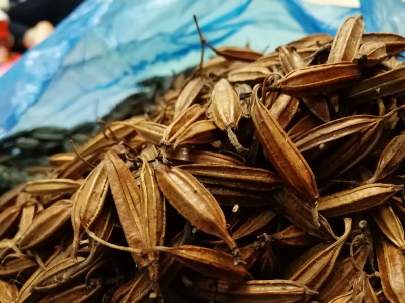 干白芨种子95%以上