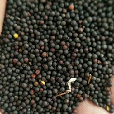 油菜籽1级