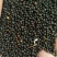 油菜籽1级