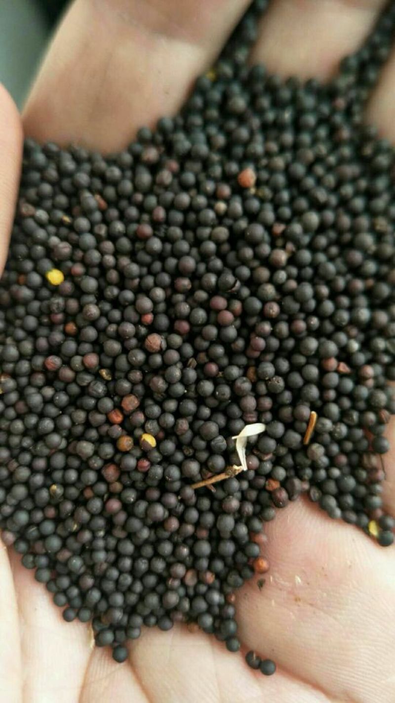 油菜籽1级
