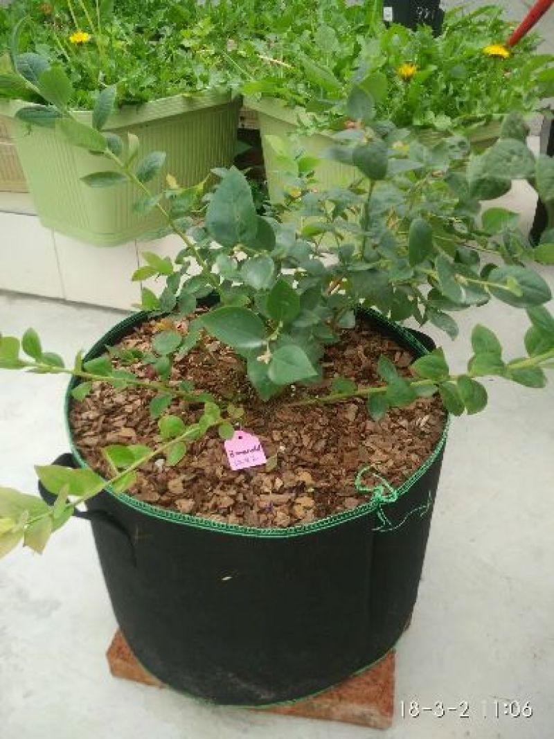 植树袋种植袋加厚美植袋无纺布育苗袋黑色加仑出口植树袋