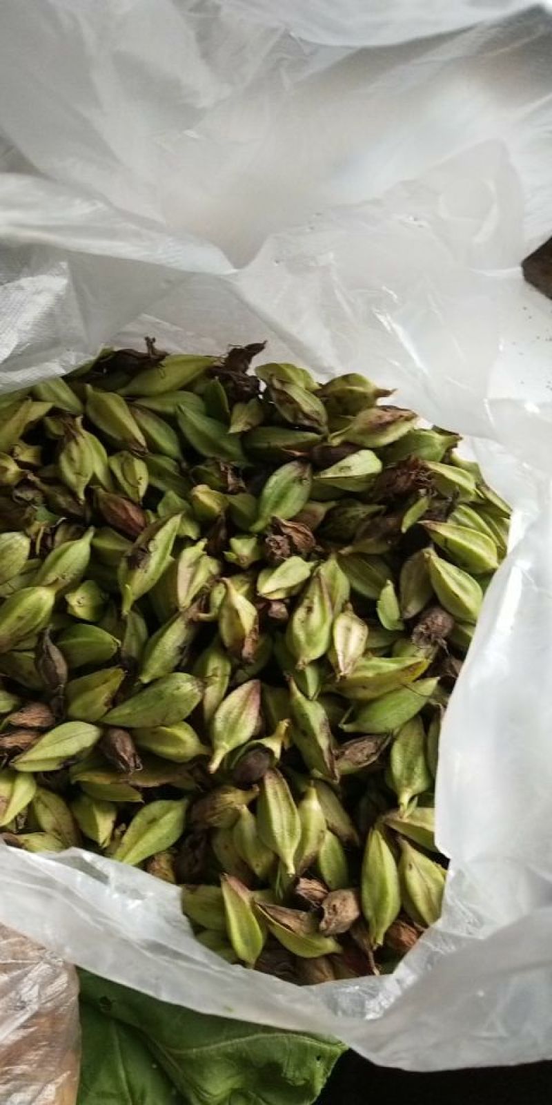野蚕豆野蚕豆红花，黄花