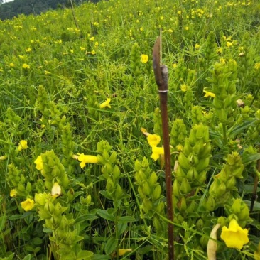 野蚕豆野蚕豆红花，黄花