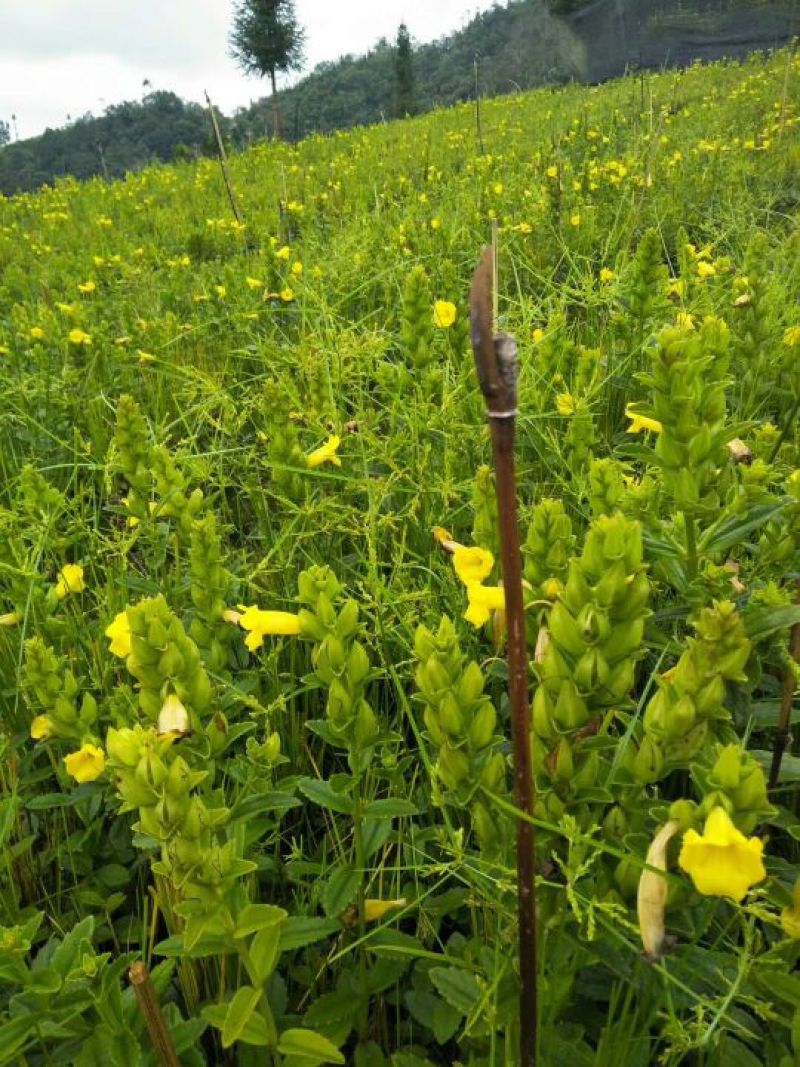 野蚕豆野蚕豆红花，黄花