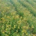 野蚕豆野蚕豆红花，黄花