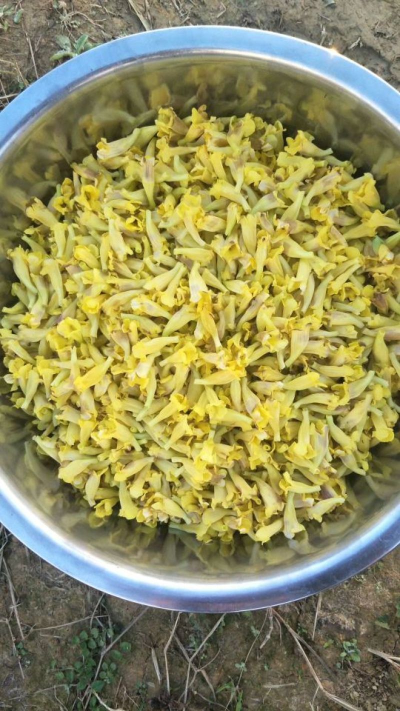 野蚕豆野蚕豆红花，黄花