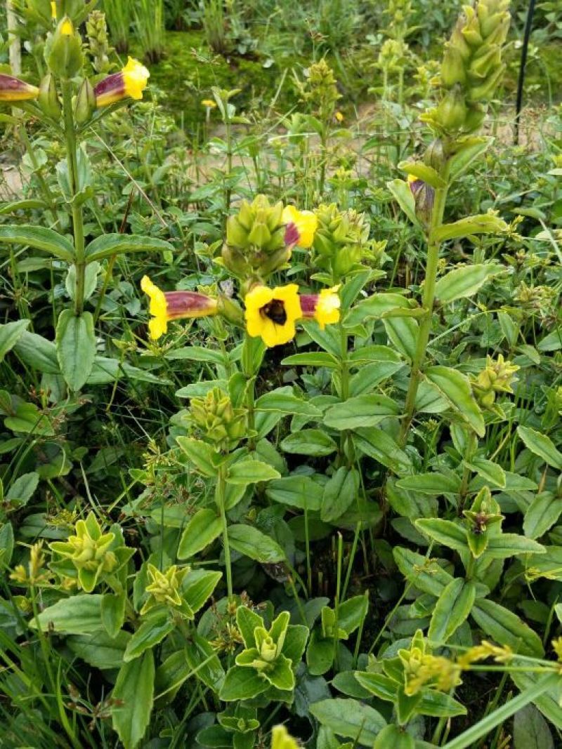 野蚕豆野蚕豆红花，黄花