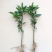 沃柑苗30~50cm