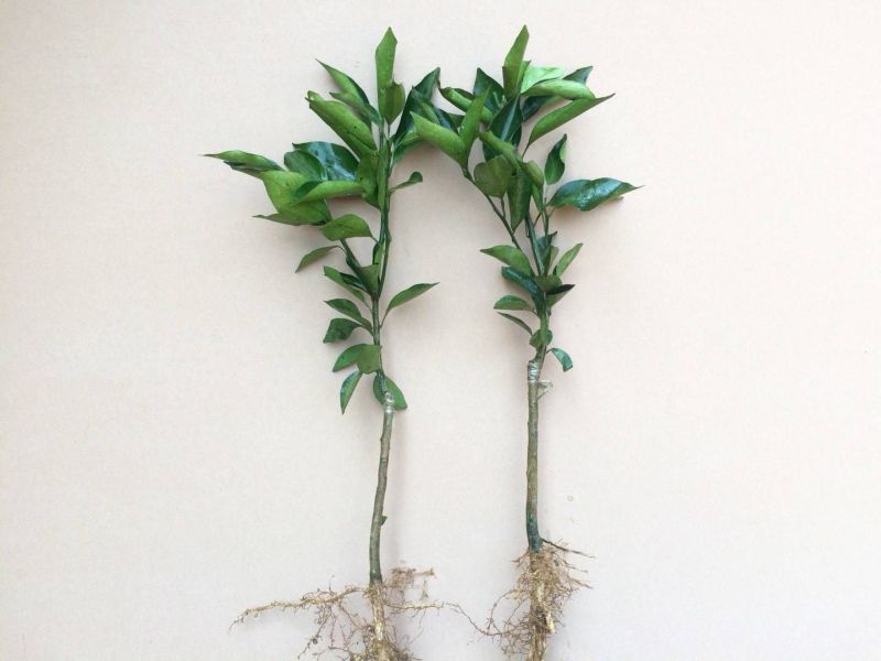 沃柑苗30~50cm
