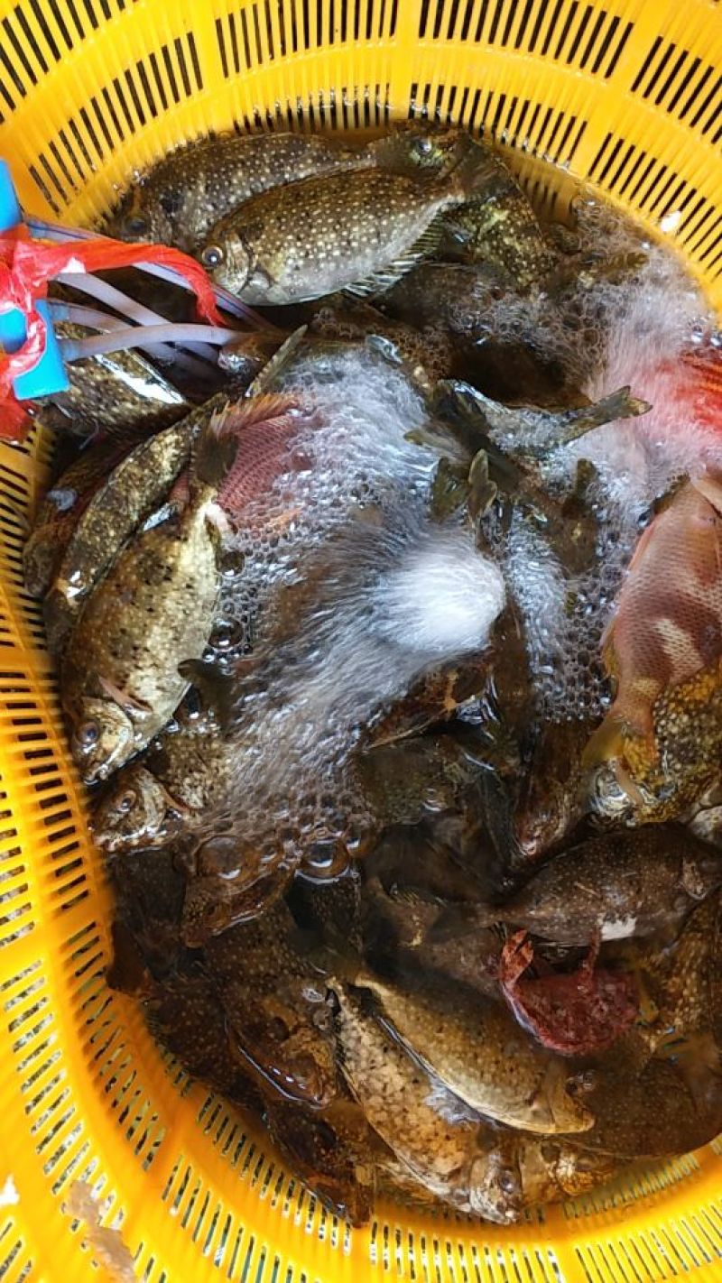 泥猛鱼