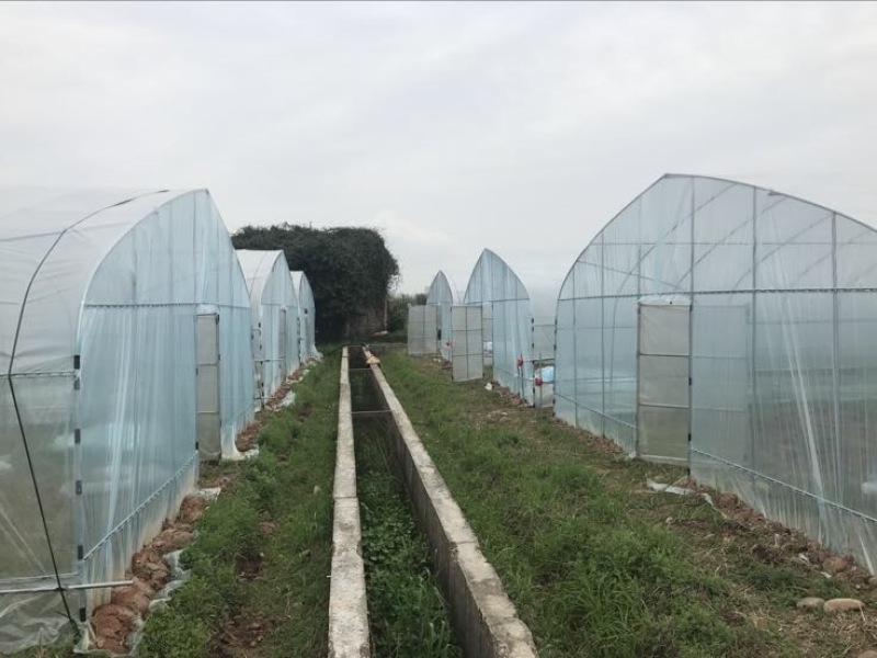 温室大棚蔬菜大棚养殖保温棚
