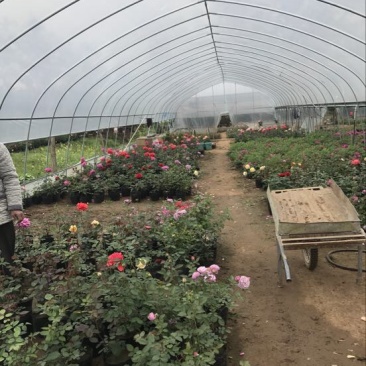 温室大棚蔬菜大棚养殖保温棚