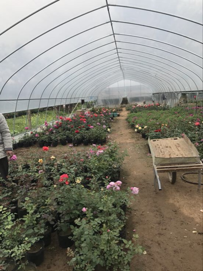 温室大棚蔬菜大棚养殖保温棚