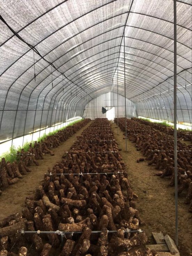 温室大棚蔬菜大棚养殖保温棚